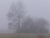 Kanal durch die Wiese mit Baumgruppe im Nebel